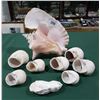 Image 1 : CONCH SHELL & 8 SEA SHELLS