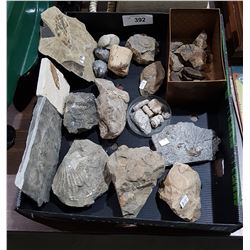 BOX OF MISC FOSSILS