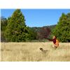 Image 5 : 1 Day Pheasant Hunt for 2 hunters at Palomar Mountain