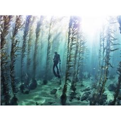 1-Day Spearfishing for 1 Angler and 1 Guest aboard “Rude Behavior” with Brian Arrington & Mike Roger