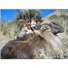 Image 2 : 5-Day New Zealand Himalayan Bull Tahr hunt for 1 hunter & 1 observer