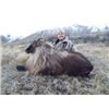 Image 4 : 5-Day New Zealand Himalayan Bull Tahr hunt for 1 hunter & 1 observer