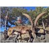 Image 6 : 3-Day/4-Night Beceite Ibex hunt for 1 Hunter in Spain