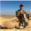 Image 1 : Youth Hunt for Exotic Goat-Sheep with Taxidermy Shoulder Mount and Savage .243 Firearm
