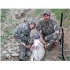 Image 2 : Youth Hunt for Exotic Goat-Sheep with Taxidermy Shoulder Mount and Savage .243 Firearm