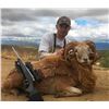 Image 3 : Youth Hunt for Exotic Goat-Sheep with Taxidermy Shoulder Mount and Savage .243 Firearm