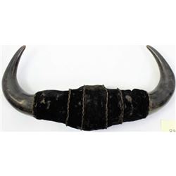 Victorian period mounted buffalo horn