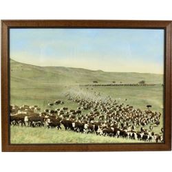 Large hand tinted image of a Montana cattle herd