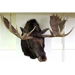Large Alaskan shoulder mount moose