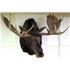 Image 1 : Large Alaskan shoulder mount moose
