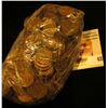 Image 1 : (405) Unsearched U.S. Wheat Back Cents.