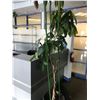 Image 2 : RECEPTION AREA INC. 32" T.V. WITH STAND, MULTIPLE AWARDS AND 2 EVERGREEN TREES