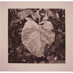 Unai San Martin (20th Century), LEAF, photogravure, signed in pencil, artist's proof, image 8 1...