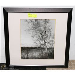 A TREE IN THE FALL PHOTO, METAL FRAMED 21" X 21"