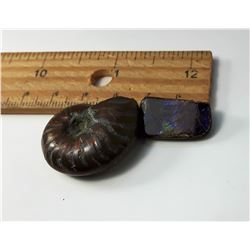 10 - NATURAL AMMONITE FOSSIL