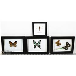 LOT OF BUTTERFLIES AND DRAGONFLY PICTURES