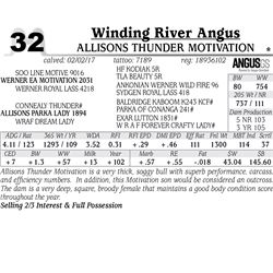 Lot - 32 - Allisons Thunder Motivation