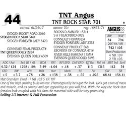 Lot - 44 - TNT Rock Star 701