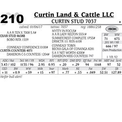 Lot - 210 - Curtin Stud 7037