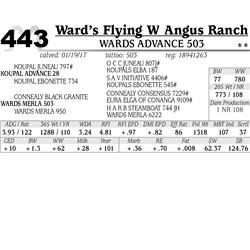 Lot - 443 - Wards Advance 503