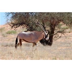 6 DAY NAMIBIA GEMSBOK & WARTHOG FOR 2 HUNTERS