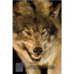 $1,000 TAXIDERMY CREDIT