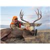 Image 4 : 5 DAY MONTANA MULE DEER HUNT
