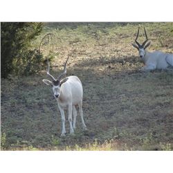 3 DAY TEXAS EXOTIC TROPHY HUNT FOR 2