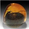 Image 2 : 49: Selkirk 2000 Amber Queen Paperweight