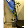 Image 1 : LOT OF 4 DECORATIVE PLANTS