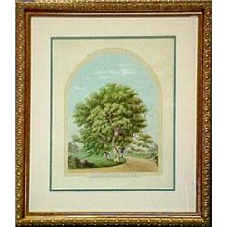 H. F. Krause, framed watercolor "Chestnut Tre