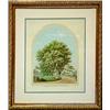 Image 1 : H. F. Krause, framed watercolor "Chestnut Tre