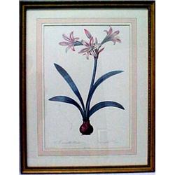 P. J. Redoute, framed engraving by Pierre Jos