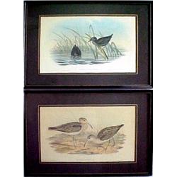 J. Gould, a pair of framed lithographs, J. Go