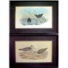 Image 1 : J. Gould, a pair of framed lithographs, J. Go