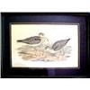 Image 3 : J. Gould, a pair of framed lithographs, J. Go