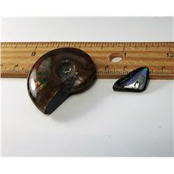 8 - AMMONITE FOSSIL SPECIMEN