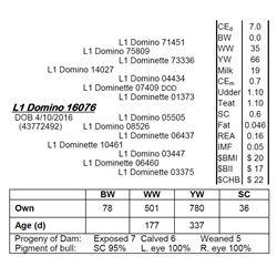 Lot 16076 - L1 Domino 16076