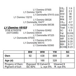 Lot 16103 - L1 Domino 16103