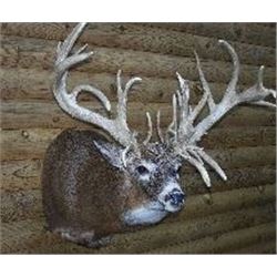 Taxidermy, Shoulder Mount – Whitetail, Mule Deer or Antelope