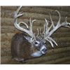 Image 1 : Taxidermy, Shoulder Mount – Whitetail, Mule Deer or Antelope