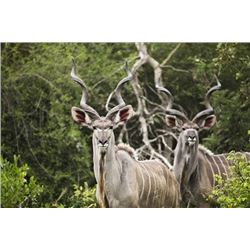 5-Day South Africa Plains Game Hunt for 2 Hunters & 2 Observers