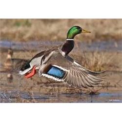 3-Day Maryland Waterfowl Hunt for 2