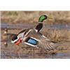 Image 1 : 3-Day Maryland Waterfowl Hunt for 2