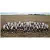 Image 2 : 3-Day Maryland Waterfowl Hunt for 2