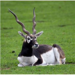 5-Day Argentina Blackbuck & Ferel Goat Hunt for 1 or 2 Hunters