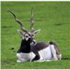 Image 1 : 5-Day Argentina Blackbuck & Ferel Goat Hunt for 1 or 2 Hunters
