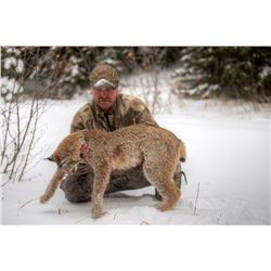 5-Day British Columbia Bobcat Hunt