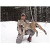 Image 2 : 5-Day British Columbia Bobcat Hunt