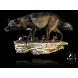 Life-size Taxidermy Mount Including Hardwood Base & Habitat Display